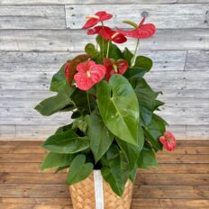 西田花店_フラワーギフト